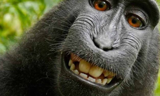 ¿Qué sabemos de la viruela del mono?
