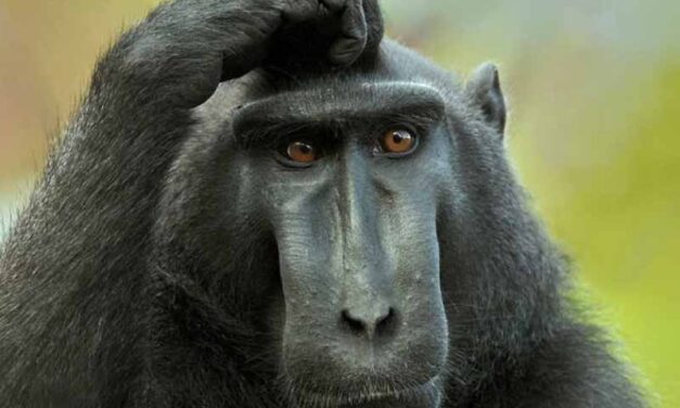 Viruela del mono en el mundo: ¿Cuál es la última evidencia disponible?