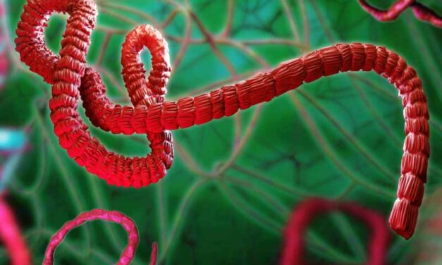Brote de Ébola en África: ¿tenemos que preocuparnos?