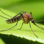 Enfermedades transmitidas por mosquitos: Chikungunya en Paraguay, a propósito de una Alerta Epidemiológica del Ministerio de Salud