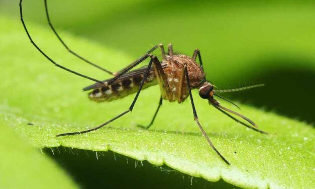 Enfermedades transmitidas por mosquitos: Chikungunya en Paraguay, a propósito de una Alerta Epidemiológica del Ministerio de Salud