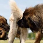 Infecciones por Clostridioides difficile: ¿Se puede usar un perro para el diagnóstico?