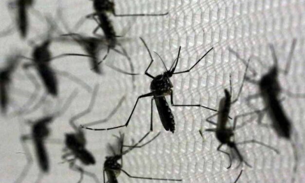 Enfermedades transmitidas por el mosquito Aedes Aegypti: ¿Qué pasa con el dengue, Zika, Chikungunya y fiebre amarilla en Buenos Aires?