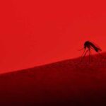Dengue y otros Arbovirus: ¿Cuál es la situación actual?