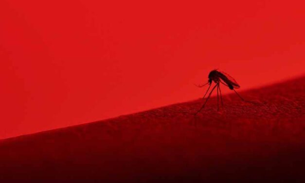 Dengue y otros Arbovirus: ¿Cuál es la situación actual?