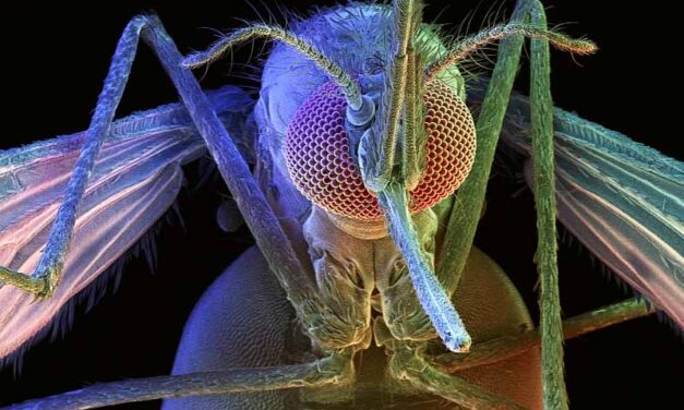 Mosquitos: ¿Por qué pican a unas personas más que a otras?