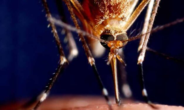 Vacunas contra el dengue: todo lo que hay que saber