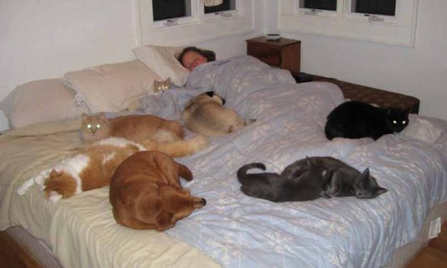 Dormir con mascotas: por qué «no»