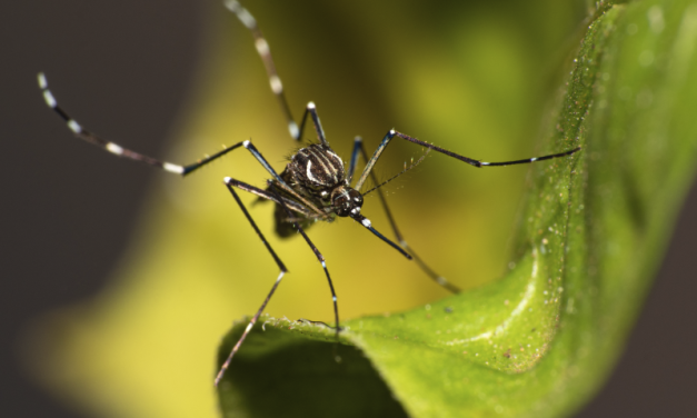 Vacuna del dengue: ¿qué recomienda la Organización Mundial de la Salud (OMS)?