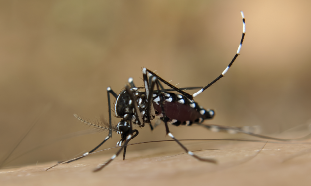 El dengue avanza: ¿cómo se puede detener?