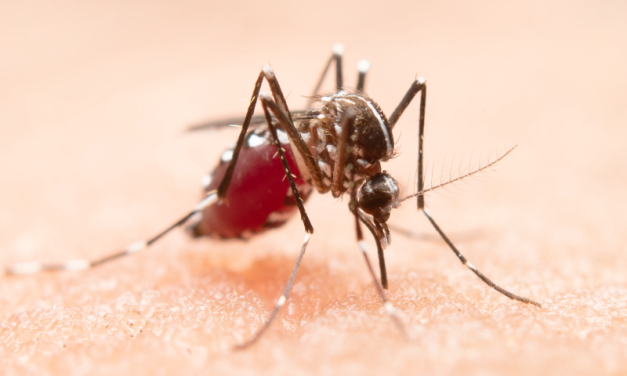 Dengue en Argentina: otra semana récord de casos y fallecidos