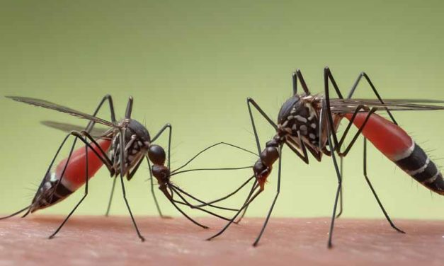 Dengue: ¿qué sabemos de las coinfecciones por más de 1 virus de la familia?