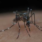 Dengue en Argentina: llegando a los 400 mil casos esta temporada