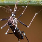 Dengue en Argentina: en retirada (muy lentamente)