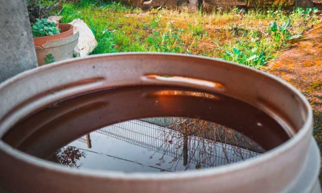 Dengue en Argentina: solo en el Noreste (por ahora)