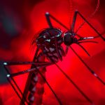 Dengue: ¿Qué sabemos de las medidas ecológicas para su control?